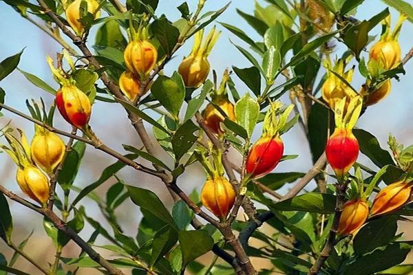 農村裡常見的中草藥 都有哪些功效 (二) 農村裡常見的中草藥 都有哪些功效 (二)