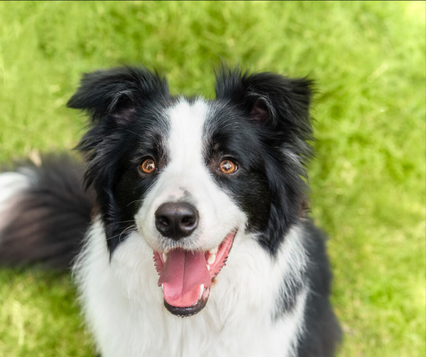 如果這些狗狗做警犬,會怎麼樣? 如果這些狗狗做警犬,會怎麼樣?