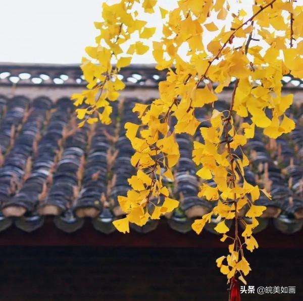 安徽秋遊,五個自駕推薦地|去趕赴秋天的盛會 安徽秋遊,五個自駕推薦地|去趕赴秋天的盛會