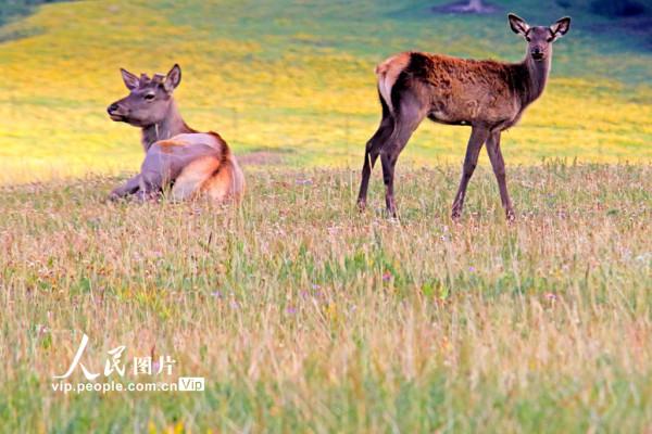 新疆哈密：草原豐美 馬鹿成群