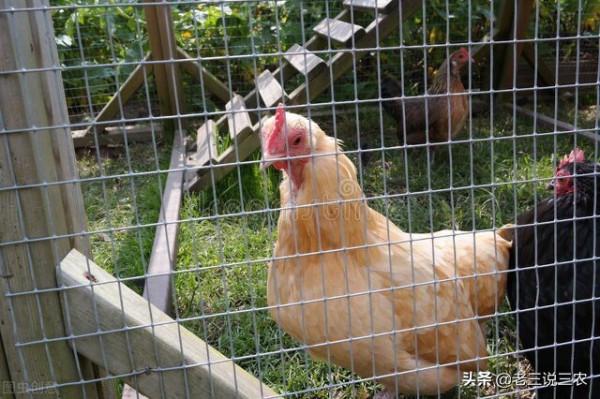 老鼠一夜咬死85只小雞，雞場老闆用這三招，老鼠永遠不再來，厲害