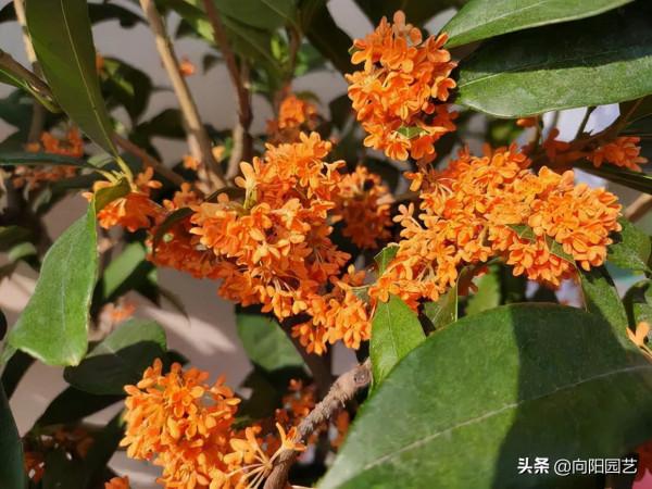 養花竟然能&OpenCurlyDoubleQuote;鎮宅&rdquo;，10種植物，價格便宜好養護，擺在家裡上檔次