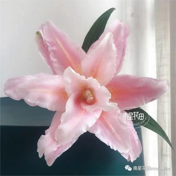 伊蒂莎重瓣百合 · 藥草甜香 伊蒂莎重瓣百合 · 藥草甜香