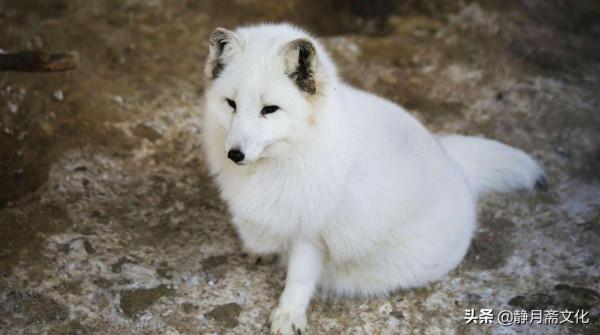 民間故事：郎中救一白狐，不久夫妻遇難，狐仙自斬內丹救活兩命