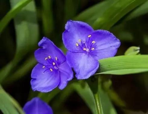 紫露草一一積極樂觀