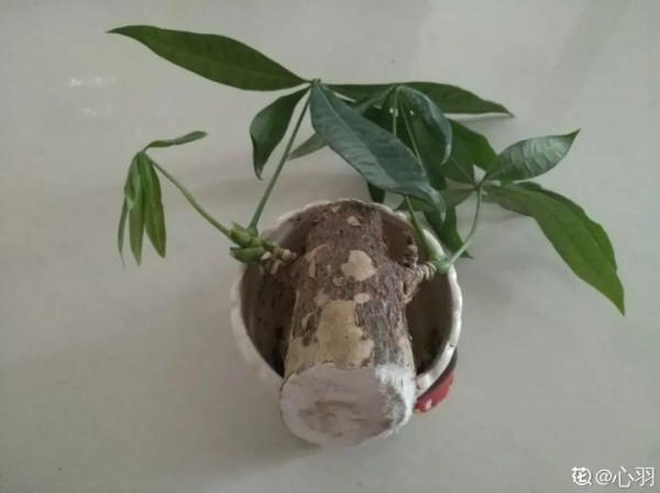 養花大棚倒閉,“貴貨花”路邊扔了一地,後悔沒帶個大麻袋 養花大棚倒閉,“貴貨花”路邊扔了一地,後悔沒帶個大麻袋