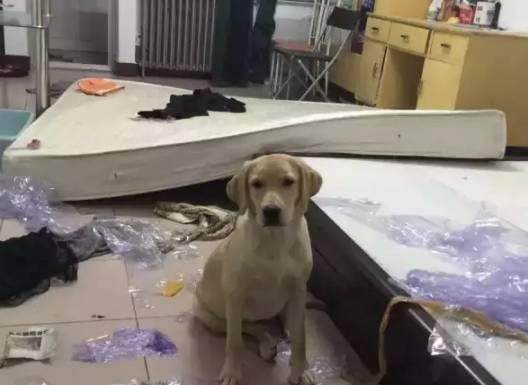 拉布拉多犬——最受歡迎的犬種！養它必須瞭解的5件事