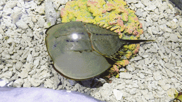 一升10萬元？地球上演化4.8億年之久，鱟的藍色血液到底有何用？