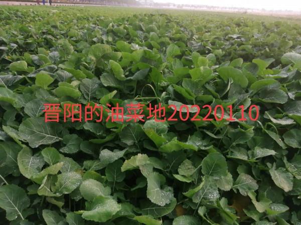 本期隆重推出《十叟長壽歌》及解讀，養生大法還看華夏智慧