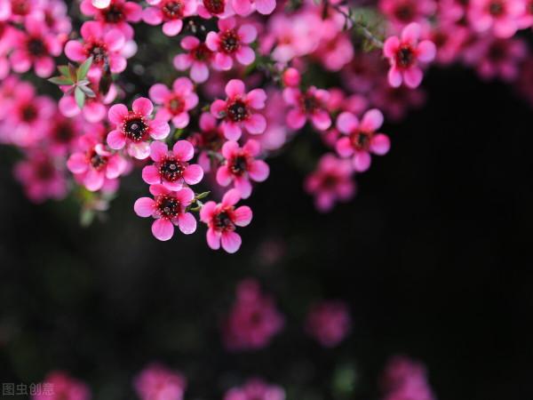 再不種就“過期”的10種花，留給我們的栽種時間不多了，別錯過