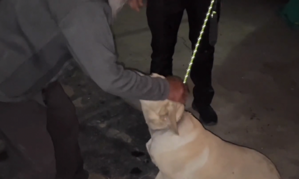 吉林：賣狗肉館不賣救助站？600救下的拉布拉多，緊跟恩人不離開