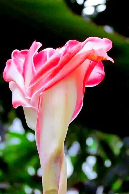 美麗的瓷玫瑰～獻給2022年元旦