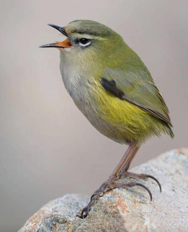 分享——最珍貴罕見的鳥