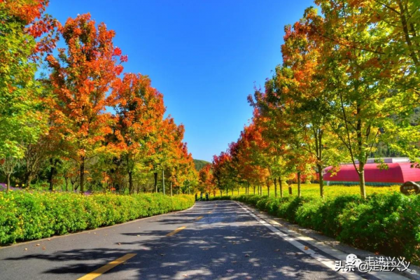太美了！興義這裡有一條4000米長的紅楓林大道，快來打卡
