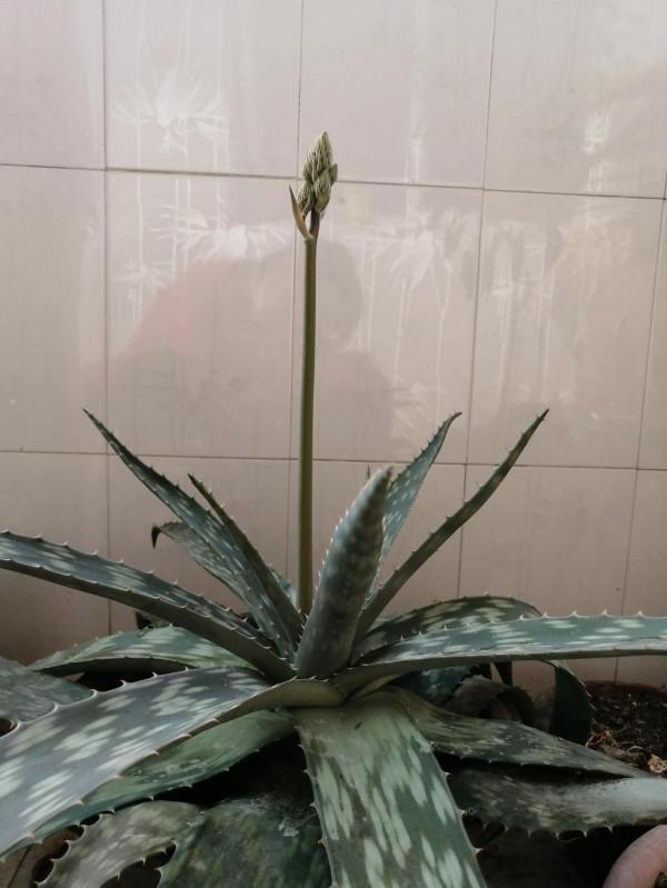 今天我特想唯心一次了