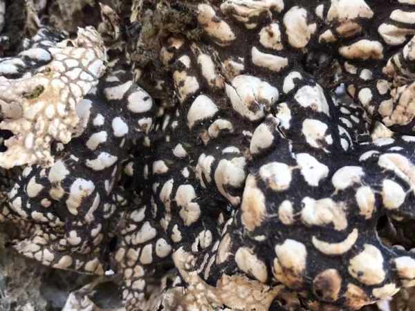 雲南美食天花板，當地人天天吃不膩，外地人一聽名字被勸退