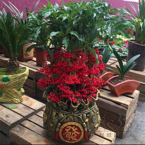 八種“旺財花”，一曬就黃葉，放在“半陰地”反而長得旺