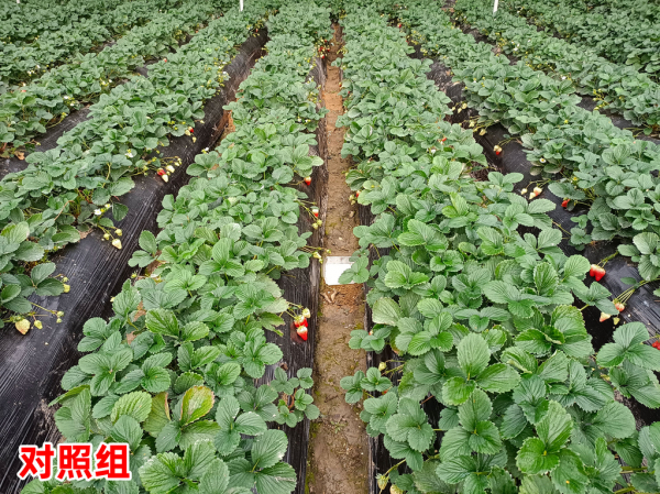 微藻生物技術助推草莓提質增產
