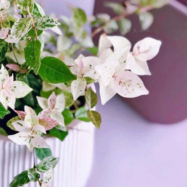 38種超級耐陰的花,沒光也能養爆盆,養在陽臺客廳超有範兒 38種超級耐陰的花,沒光也能養爆盆,養在陽臺客廳超有範兒