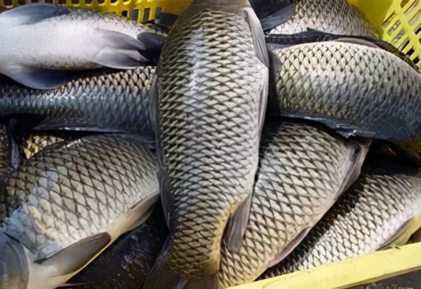 想要養好草魚，這幾點尤為關鍵！乾貨小分享，請查收