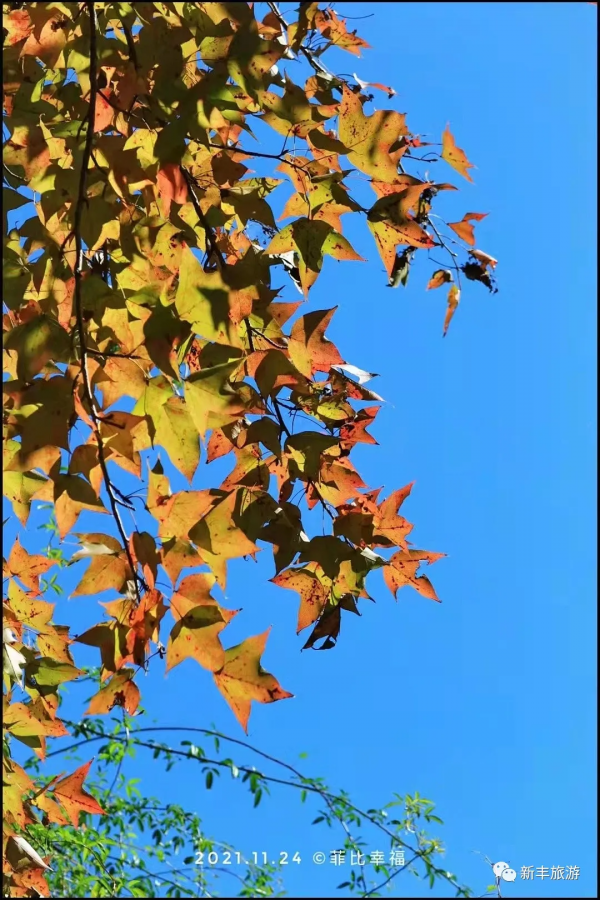 楓林似火、紅葉如霞，是新豐邀你來賞楓的專屬訊號