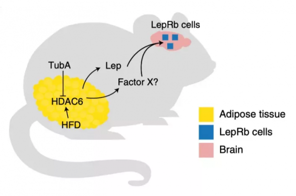 腦科學日報：首次發現藥物逆轉大腦胰島素抵抗！改善全身代謝