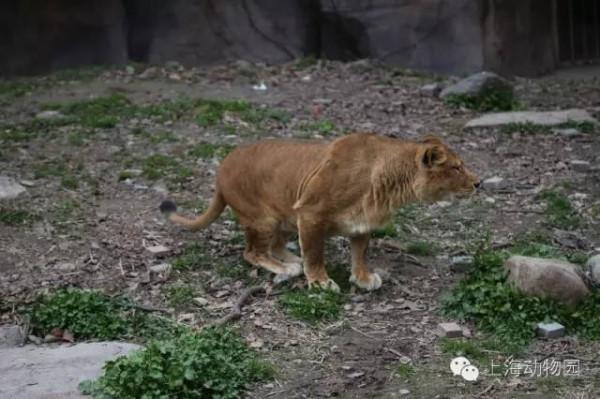 【探索】“閃電”，羊市長......《瘋狂動物城》的角色現實中長這樣→