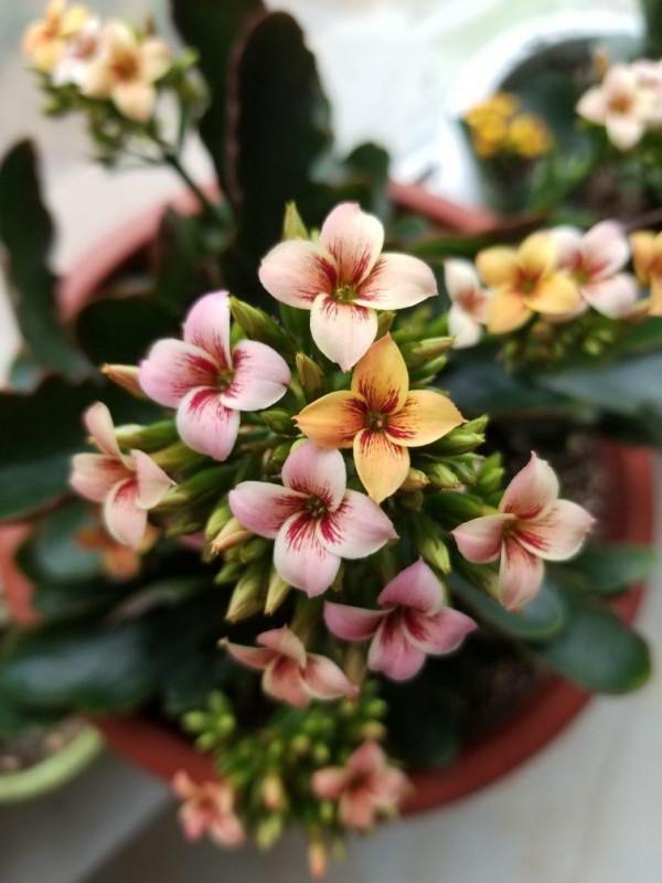 一年四季都開花，長壽花家庭養護方法，密密麻麻真好看