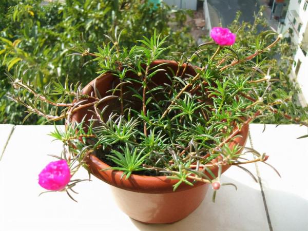 天越冷,養太陽花越需注意這6點,做到位,盆栽順利過秋冬 天越冷,養太陽花越需注意這6點,做到位,盆栽順利過秋冬