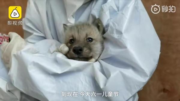 作為最古老犬種之一,薩摩耶真的不是北極狼(白狼)的後代嗎? 作為最古老犬種之一,薩摩耶真的不是北極狼(白狼)的後代嗎?