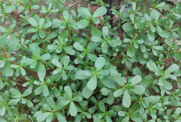 有白頭髮最好不要染，日常多吃這3種食物，或能讓白頭髮少些