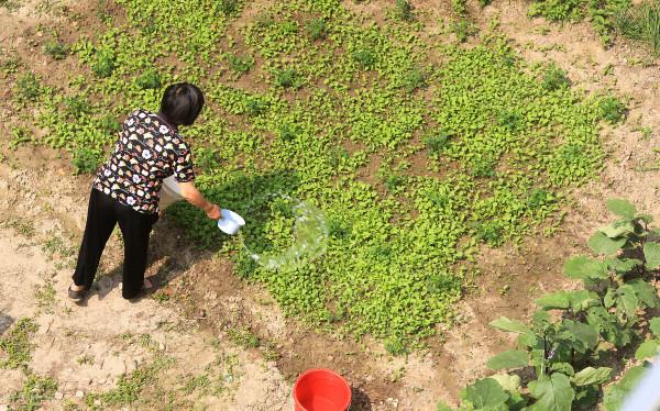 農村自留地是一種怎樣的存在？一文讓你看懂自留地的前世今生