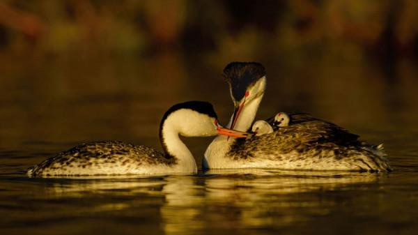 螞蟻大戰綠鳥,禿鷹看守熊寶寶,2021驚豔的野生動物攝影 螞蟻大戰綠鳥,禿鷹看守熊寶寶,2021驚豔的野生動物攝影