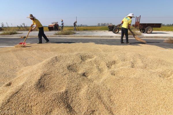 臨近年關,稻穀價格怎麼樣? 臨近年關,稻穀價格怎麼樣?