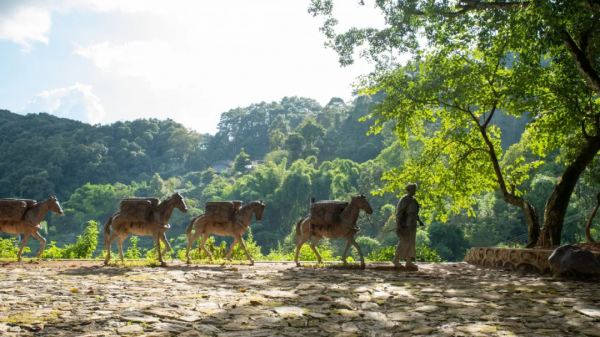 《易武》專欄 | 茶馬古道上的歲月陳香