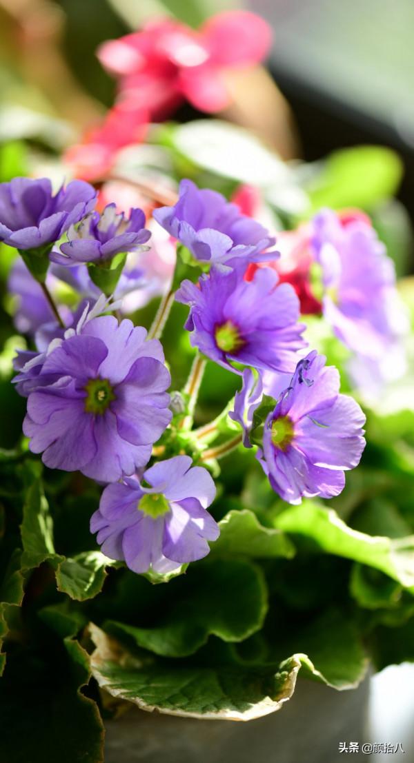 萬物起始，立春暖陽下，等待花園甦醒 &vert; 園丁