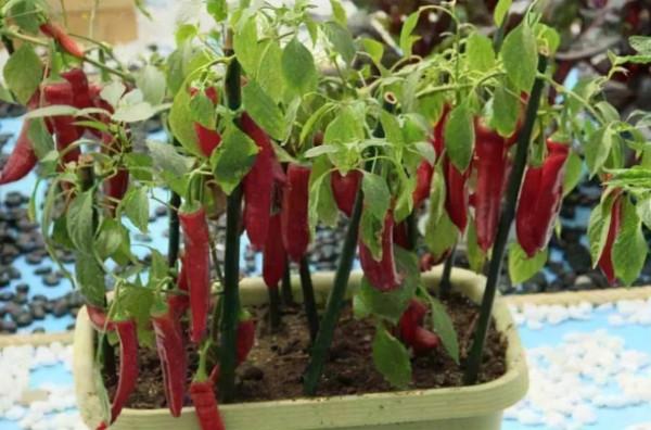 用個破油桶，陽臺種辣椒，一棵結8斤，沉得壓彎枝