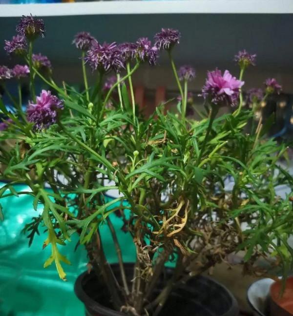 6種花別養老樁,越老越不開花,趕緊扦插備份 6種花別養老樁,越老越不開花,趕緊扦插備份