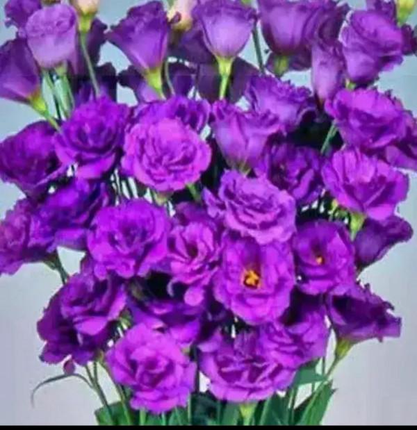 中國移動發行價57.58/股，募資560億元，明日申購