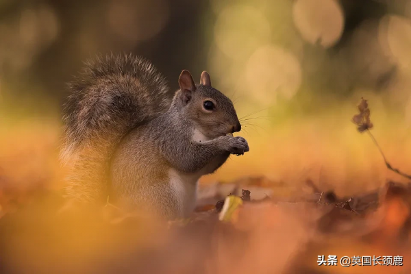 你還記得深秋英國的樣子嗎?若你還在,與你共享 你還記得深秋英國的樣子嗎?若你還在,與你共享