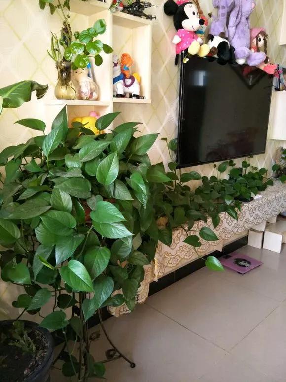 7種健康花，吸廢氣，造氧氣，客廳養一盆，空氣越來越乾淨