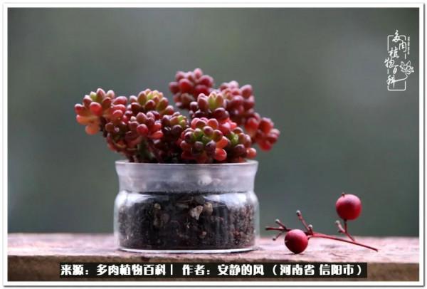 陽臺多肉黨的幸福生活 陽臺多肉黨的幸福生活