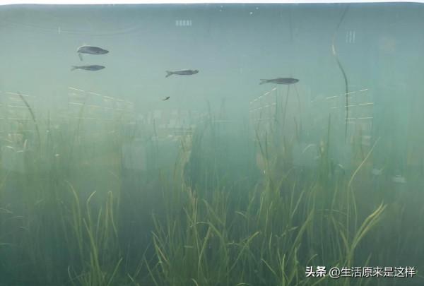 一本從天上掉落的書