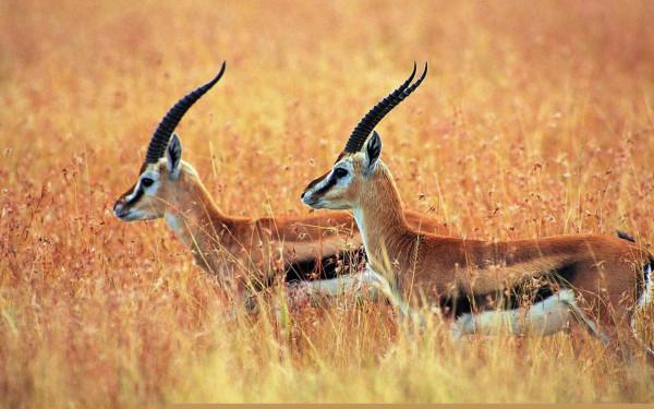 藏羚羊，好可愛