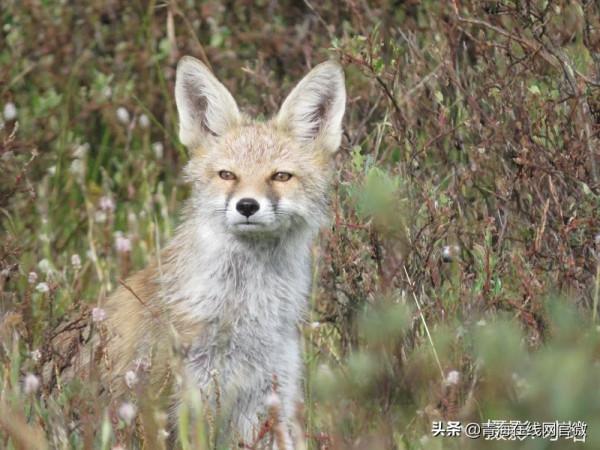 第一！青海三江源國家公園到底有多美「圖」