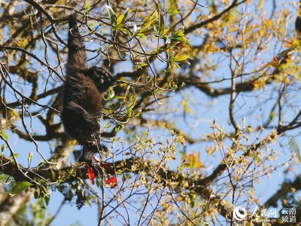 1到10歲的高黎貢白眉長臂猿長啥樣 看這裡 1到10歲的高黎貢白眉長臂猿長啥樣 看這裡