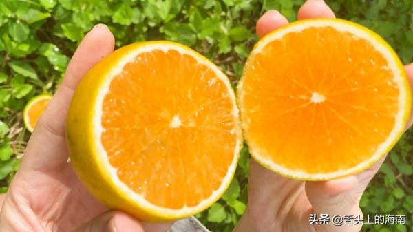 距離海口就1小時車程,人均70可吃到白蓮鵝、鱷魚宴、烤乳豬等 距離海口就1小時車程,人均70可吃到白蓮鵝、鱷魚宴、烤乳豬等