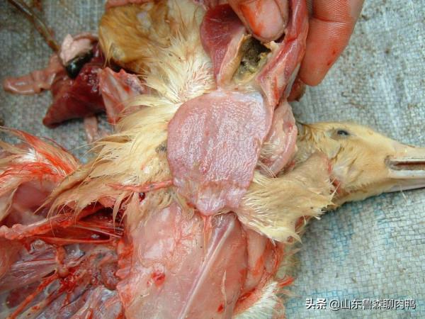 鴨子搖頭?可能是這3種病 鴨子搖頭?可能是這3種病