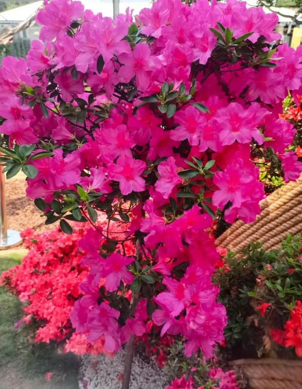 觀賞精品杜鵑 觀賞精品杜鵑