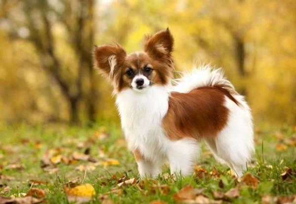 蝴蝶犬寄生蟲多不多，看有沒有這“七個表現”就清楚了